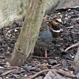 White-necklaced partridge