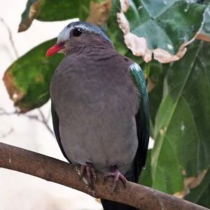 Common emerald dove