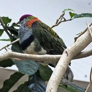 Superb fruit-dove