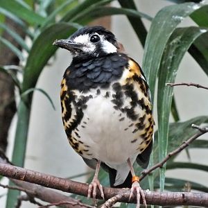 Chestnut-backed thrush