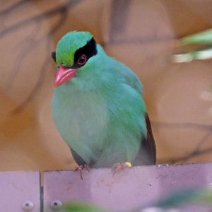 Javan green magpie