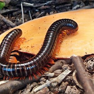 Tanzanian red-legged millipede