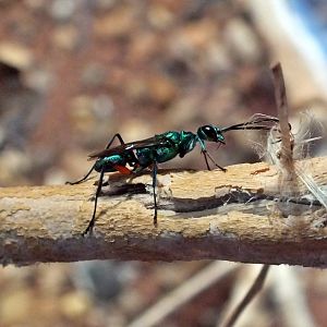 Emerald cockroach wasp