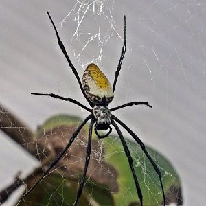 Edible golden silk spider