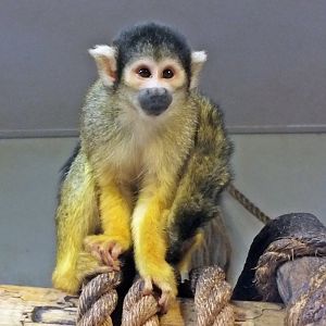 Bolivian squirrel monkey