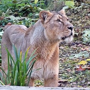 Female Asiatic lion