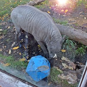 Male North Sulawesi babirusa