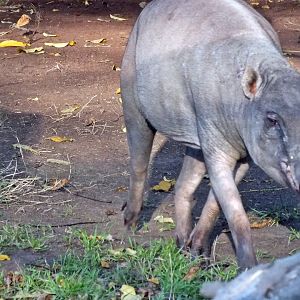 Female North Sulawesi babirusa