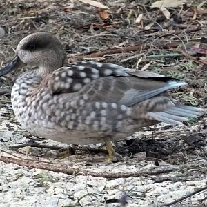 Marbled teal