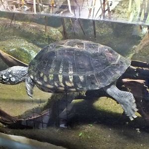 Spotted wood turtle