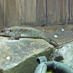 Round Island skink