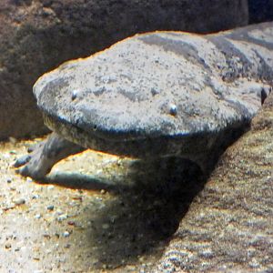 Chinese giant salamander