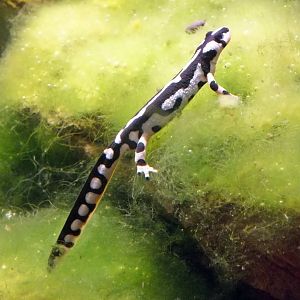 Kaiser's spotted newt