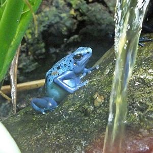Blue poison-dart frog