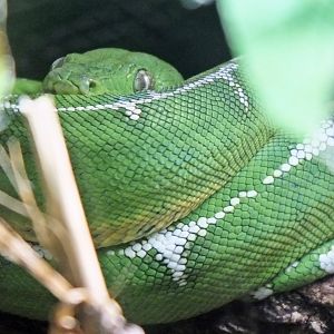 Amazon Basin emerald tree boa