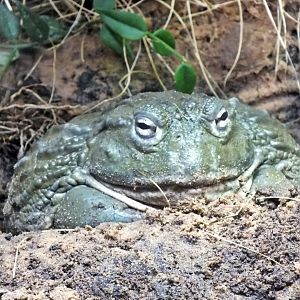 African bullfrog