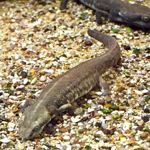 Sardinian brook salamander