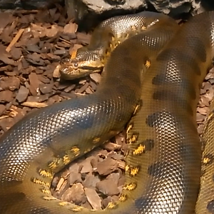 Green anaconda