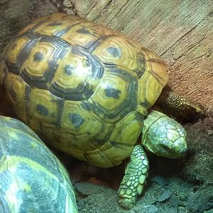 Spur-thighed tortoise