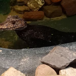 Cuvier's dwarf caiman