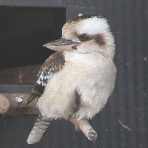 Kookaburra