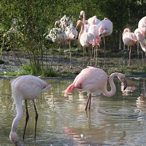 Greater flamingo's