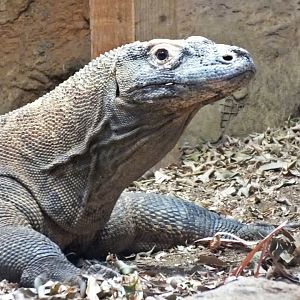 Komodo Island monitor