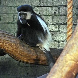 Young Kikuyu guereza