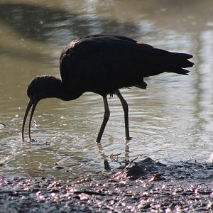 Glossy ibis