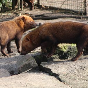 Bush dogs