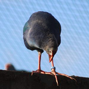 Grey-headed swamphen
