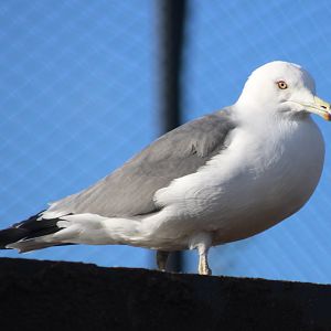 Black-tailed gull
