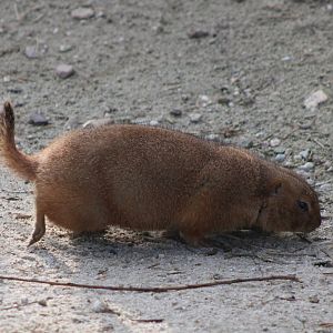Black-tailed prairiedog