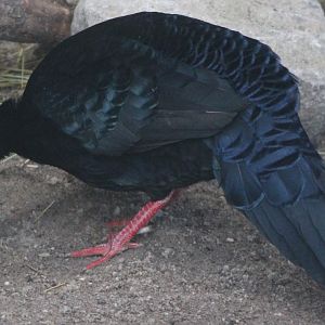 Edward's pheasant