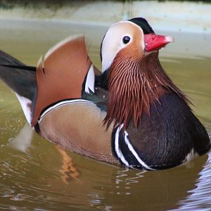 Mandarin duck