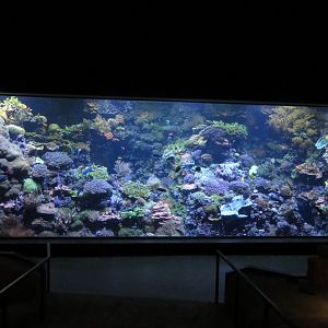 Darwineum - coral reef tank