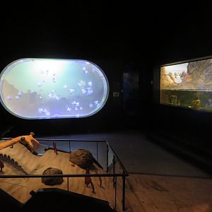 Darwineum - Cambrian life forms