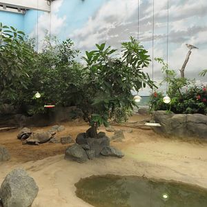 Darwineum - Galapagos tortoise