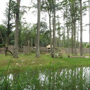 Darwineum - Gorilla outdoors