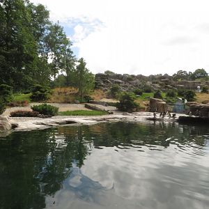 Humboldt penguin enclosure