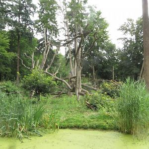 Lion-tailed macaque island