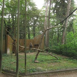 White-tailed eagle cage