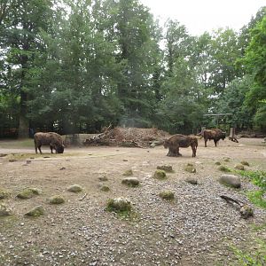 European bison enclosure