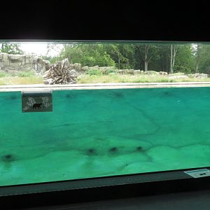 Polar bear enclosure