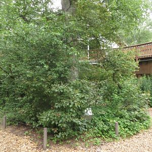 S-American monkey walkthrough