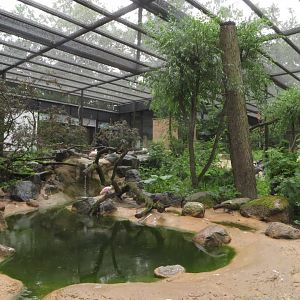 New South American aviary