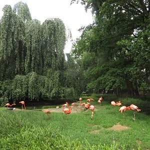 Caribbean flamingo enclosure