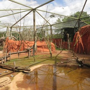 Budgerigar walkthrough