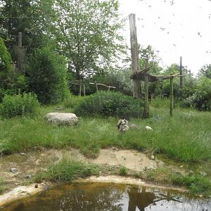 African vulture aviary