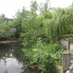 South-American aviary